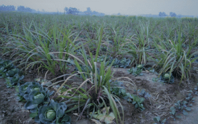 Farmer’s Day Gift – Ending the Crisis in Agriculture